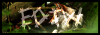 BOUTON-PUB-ECHOESOFTHEWILD.png